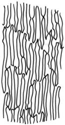 Weymouthia cochlearifolia. Mid laminal cells. Drawn from T.W.N. Beckett s.n., May 1889, CHR 623822.
 Image: R.C. Wagstaff © New Zealand Institute for Bioeconomy Science Limited 2026 CC-BY 3.0 NZ